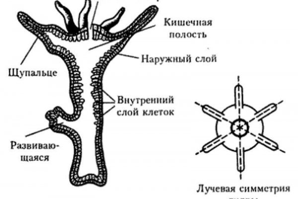 Kraken маркетплейс kr2web in