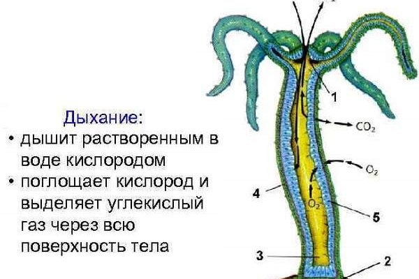 Ссылка на сайт кракен в тор браузере